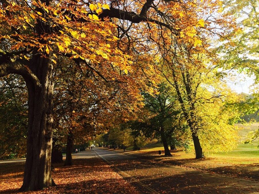 Golden autumn leaves in a London park