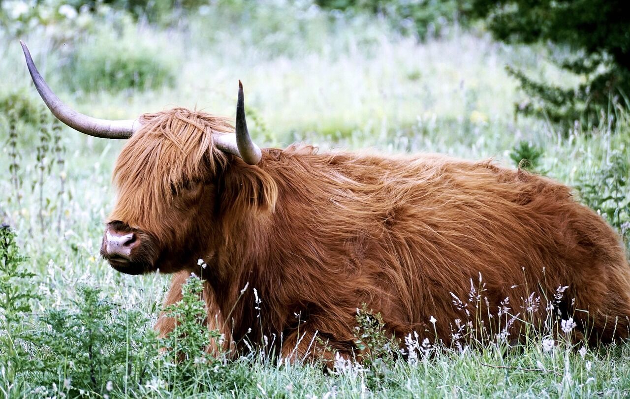 The Scottish Highlands Explorer